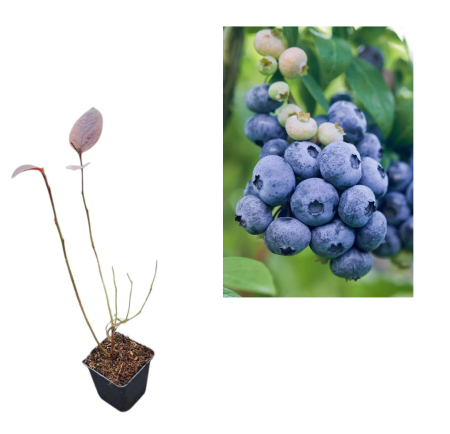 Toti arbusti fructiferi - Afin de cultura Darrow 2 ani