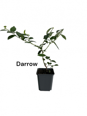 Afin de cultura Darrow [0]