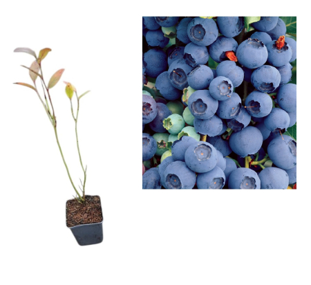 Toti arbusti fructiferi - Afin de cultura Denise Blue 2 ani