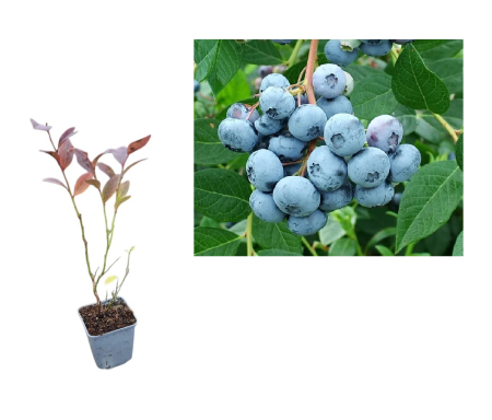 Toti arbusti fructiferi - Afin de cultura Early blue (timpuriu) 2 ani