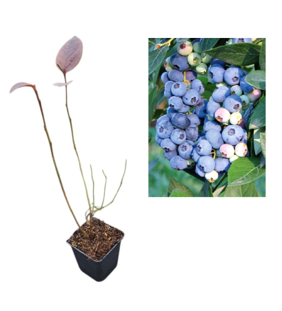 Toti arbusti fructiferi - Afin de cultura Elliot 2 ani