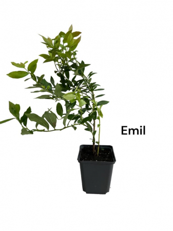 Afin de cultura Emil [0]