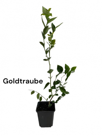 Afin de cultura Goldtraube [0]