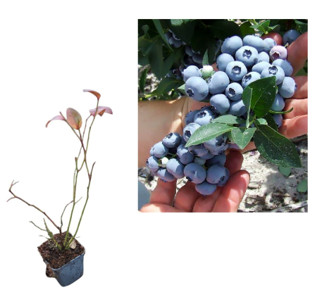 Toti arbusti fructiferi - Afin de cultura Hannah's Choice (Hannah Choice) 2 ani