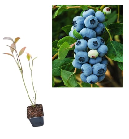 Toti arbusti fructiferi - Afin de cultura Legacy 2 ani