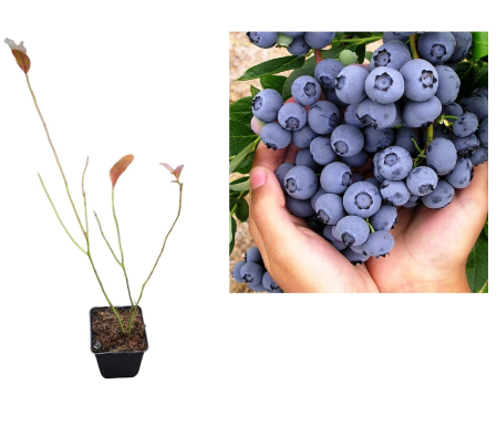 Toti arbusti fructiferi - Afin de cultura Patriot 2 ani (nepretentios la sol)