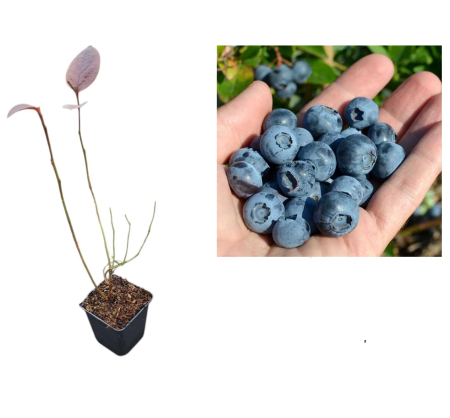 Toti arbusti fructiferi - Afin de cultura Spartan 2 ani