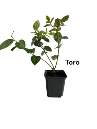 Afini - Afin de cultura Toro , 2ani afin de cultura in ghiveci