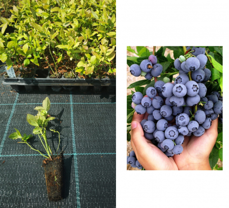 Toate produsele - Afin Duke , 1 an la tavita , afinul de cultura inmultit prin vitro (donam toata suma)