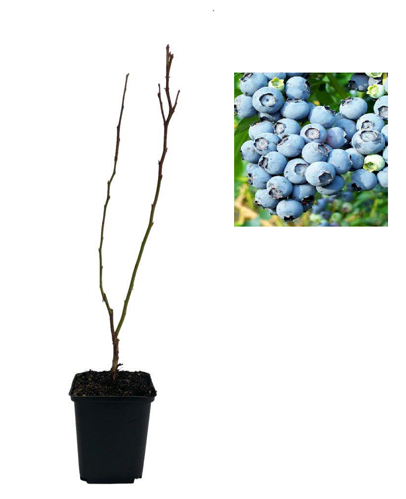 Minden termék - https://gomagcdn.ro/domains2/planteieftine.ro/files/product/original/afin-duke-pe-rod-2-ani-937362.gif