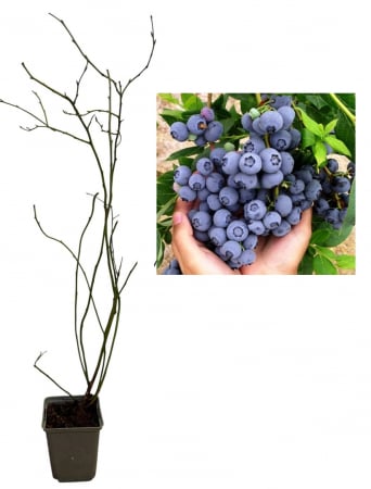 Afin Nelson pe rod , 3 ani , afinul de cultura [0]