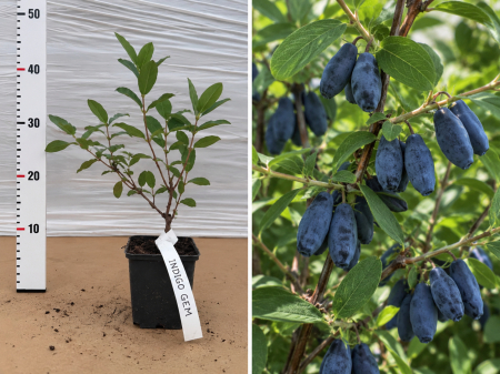 Arbusti fructiferi - Afin Siberian Indigo Gem la Ghiveci 20-30 cm, nepretentios