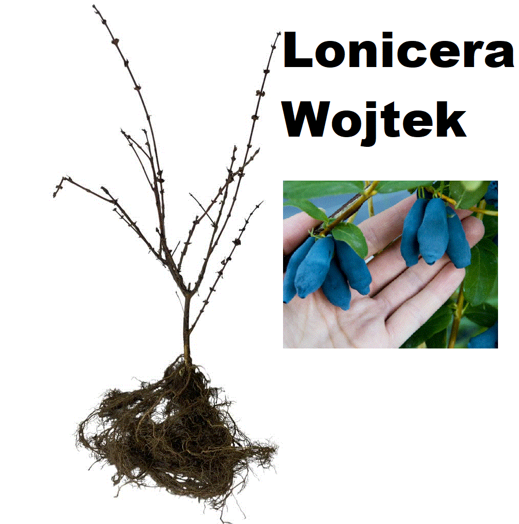 Toate produsele - Afin siberian Lonicera Wojtek , 2 ani , 30-50 cm , radacina libera
