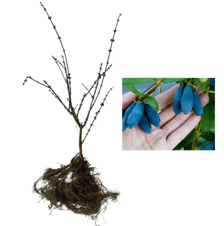 Toate produsele - Afin siberian Lonicera Wojtek , 2 ani , 30-50 cm , radacina libera