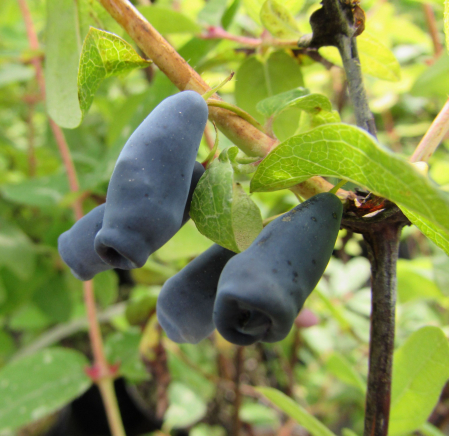 Afin siberian Velikan , boabe de miere [1]