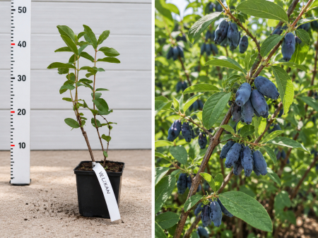 Arbusti fructiferi - Afin Siberian Velikan la Ghiveci 20-30 cm, nepretentios