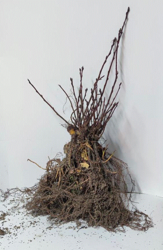 Toate produsele - Afini Canadieni Smokey 10 bucati + 2 gratuit (15-25cm) 2 ani, radacina libera