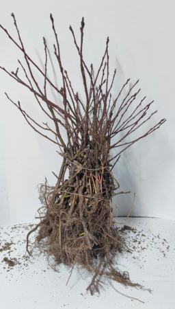 Afini - Afini Canadieni Smokey 10 bucati + 2 gratuit (25-35cm) 2 ani, radacina libera