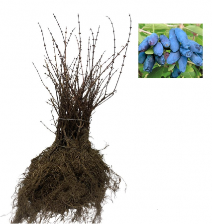 Toate produsele - Afini siberian 10 bucati + 2 gratuit (30-50cm) 2 ani pe rod , radacina libera