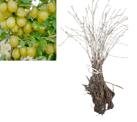 Agris verde - Agris Hinnonmaki Verde 20–30 cm , radacina libera