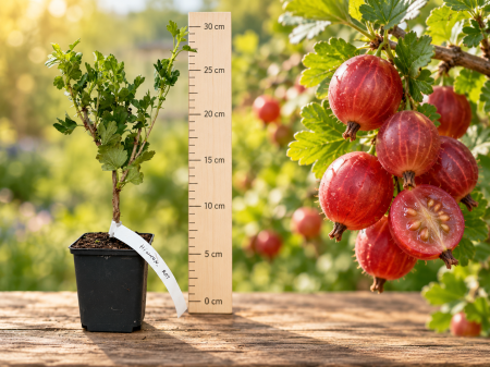 Arbusti fructiferi - Agriș Roșu Hinnonmaki Rot la Ghiveci 20-30 cm