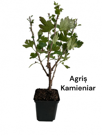Toate produsele - Agris rosu Kamieniar