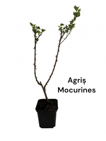 Toate produsele - Agris verde Mucurines