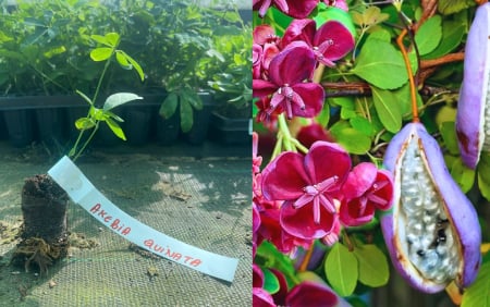 Copaci exotici (aclimatizati) - Vița de ciocolată 5-10 cm - Akebia quinata