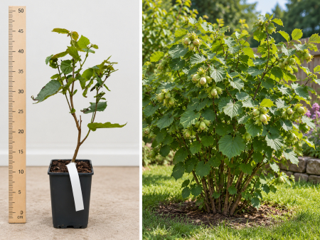 Pomi fructiferi - Alun Comun Corylus avellana la Ghiveci 20-30 cm