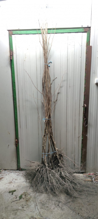 Alun Corylus avellana Pallage 140-160 cm , inmultit prin vitro , radacina libera [0]