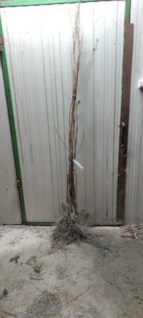 Alun Corylus avellana Sivri Giagli 140-160 cm , inmultit prin vitro , radacina libera [0]