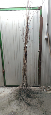 Alun Corylus avellana Tonda di Giffoni 140-160 cm , inmultit prin vitro , radacina libera [0]