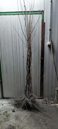 Alun Corylus avellana Tonda Gentile 140-160 cm , inmultit prin vitro , radacina libera [0]