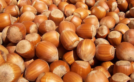 Alun Corylus avellana Tonda Gentile 140-160 cm , inmultit prin vitro , radacina libera [1]