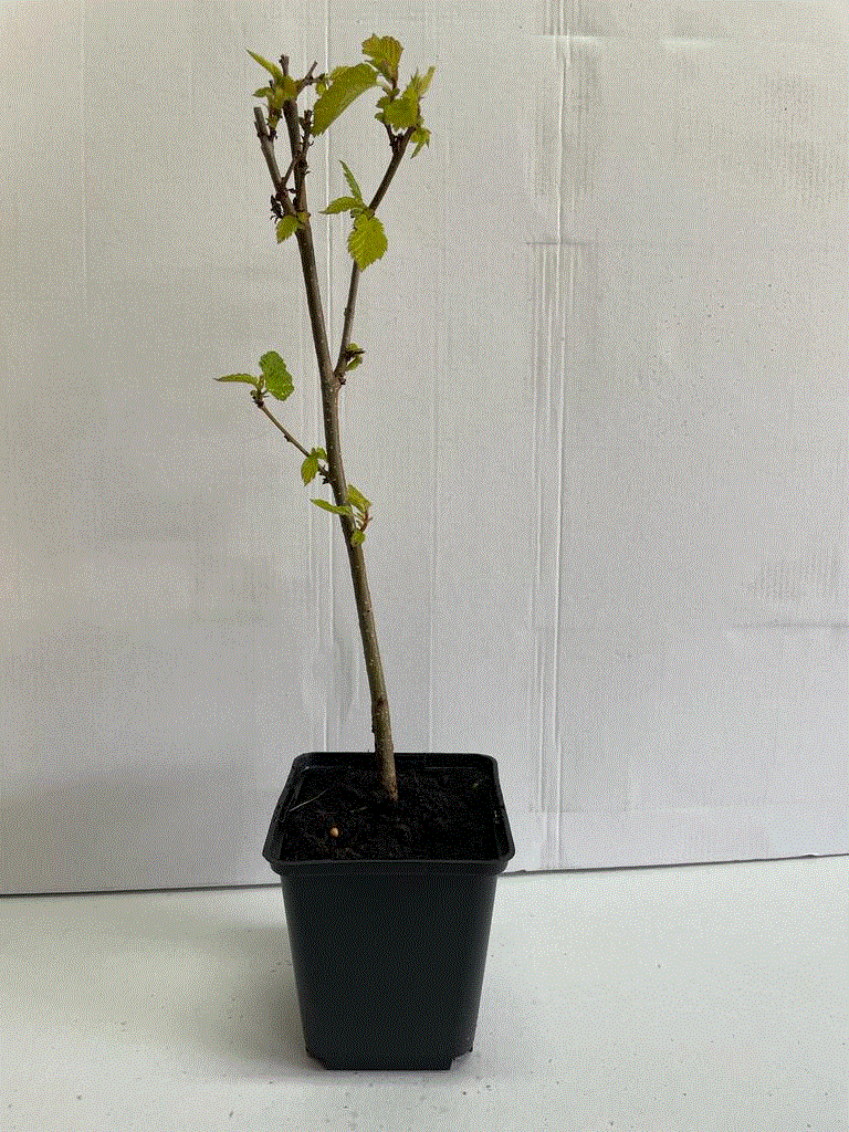 Copaci forestieri - Alun de padure (Corylus avellana)