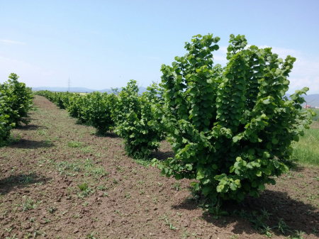 Alun tufa 80-100 cm , Corylus avellana , radacina libera [0]
