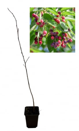 Afini - Amelanchier lamarckii 20-40 cm, pom de stafide , merisor de miere , afin canadian ghiveci