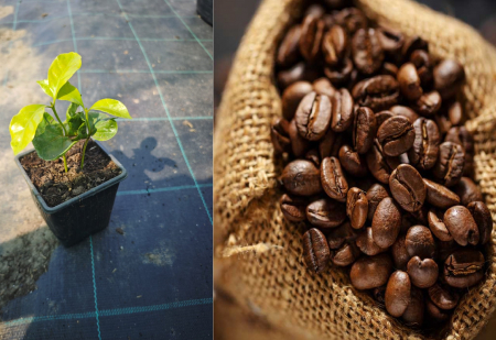 Arbusti fructiferi - Arbore de cafea Arabica