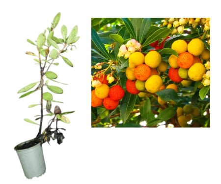 Pomi fructiferi - Arbore de capsuni Hannie 20-40 cm ( arbutus unedo )