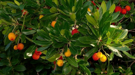 Copaci fructiferi - Arbore de capsuni Hannie 20-40 cm ( arbutus unedo )