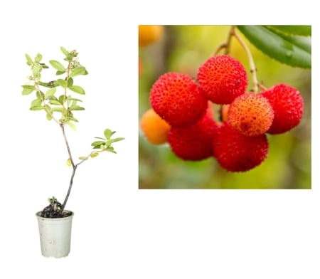 Pomi fructiferi - Arbore de capsuni Walter 20-40 cm ( arbutus unedo )