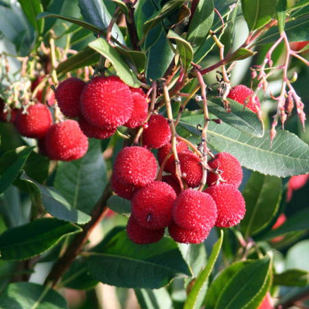 Copaci fructiferi - Arbore de capsuni Walter 20-40 cm ( arbutus unedo )