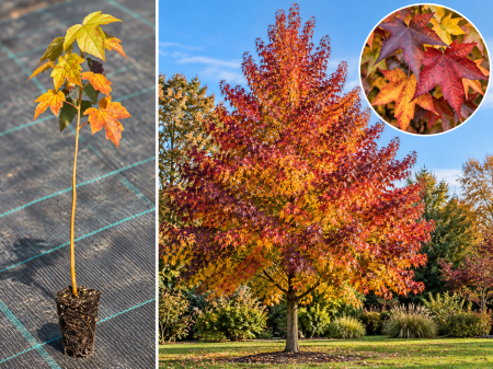 Arbori Ornamentali de Colecție - Arbore de Gumă (Liquidambar styraciflua) 20-30 cm, la Tăviță