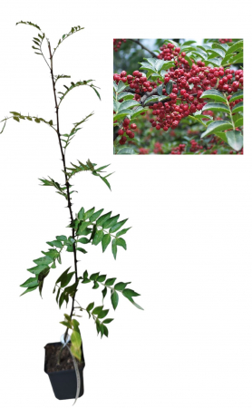 Copaci exotici (aclimatizati) - Arbore de piper chinezesc  Sechuan ( Zanthoxylum bungeanum ) 30-50 cm