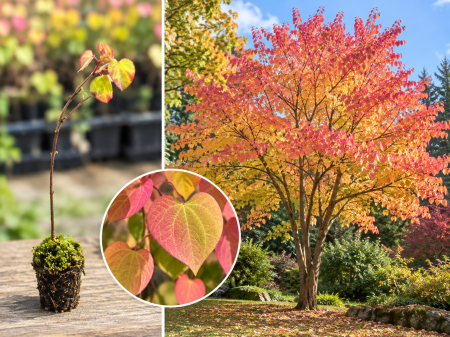 Arbori Ornamentali de Colecție - Arbore de Turtă Dulce (Cercidiphyllum japonicum Katsura) 5-10 cm, la Tăviță