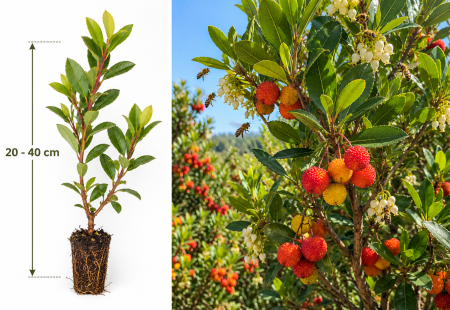 Pomi Fructiferi & Arbuști Exotici (De Grădină) - Arborele de Căpșuni (Arbutus Unedo) - Arbust la ghiveci, 20-40 cm