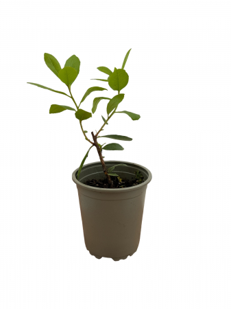 Copaci fructiferi - Arborele de capsuni Cobra 20-40 cm (Arbutus unedo )