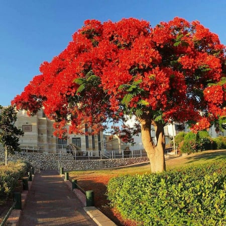 Exotice - Arborele de foc (Delonix regia) ,5 seminte