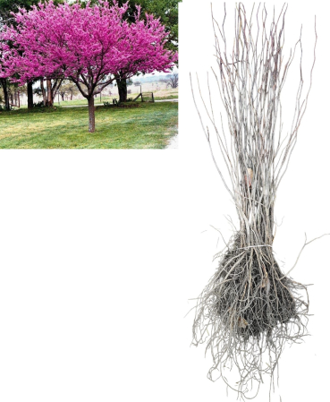 Arbori decorativi - Arborele Iui Iuda Cercis siliquastrum 30–50 cm, radacina libera