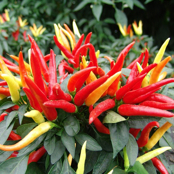 Fructe - Ardei dulce Poupila , 0.3 g seminte